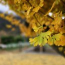 정선초등학교가수분교장 이미지