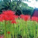 전북 고창 가볼만한곳 선운사 꽃무릇 축제 상사화 붉은카펫 이미지