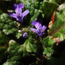 금장초등학교 이미지