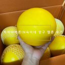 파파야메론in숙이네 양구 멜론 후기