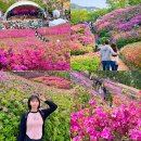 가수 | 2026 군포 철쭉축제 철쭉동산 일정 초대가수 경기도꽃구경 후기