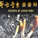 황금충초