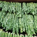 당일여행 청춘양구 펀치볼 시래기,사과축제+강원도 이미지