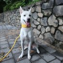 애견용품, <b>와일드</b><b>독</b> 대형견 목줄 리드줄 진돗개 사용하기 딱 좋아요