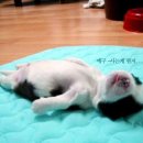 쭈꾸미인