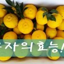 유자