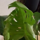 송송테라피 이미지