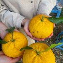 저지돌담민박 이미지