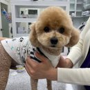 리안 동물병원 이미지