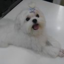 대치수동물병원 이미지