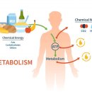 올바른 PT 이미지