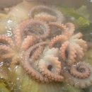 서해박속낙지전문점 | 전현무계획 대전 박속낙지탕