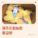 드림농원 | 과일선물세트, 제주드림농원 노지황금향 후기