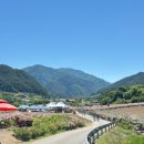 큰꽃지천 | [영월] 상동읍 천만송이 작약밭 [제3회 영월군 작약꽃축제, 5/31 방문 후기]