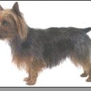 오스트레일리안 테리어 (Australian Terrier) 이미지