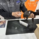 드림독 이미지