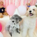 놀러오개 애견유치원 애견호텔 수원세류점 이미지