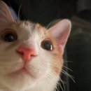 아이본 동물병원 이미지