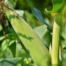 동막골영농조합법인 이미지