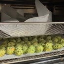 펫브릿지 이미지