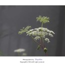 평창들꽃 이미지