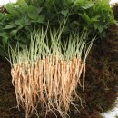 이선호농장 이미지