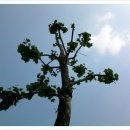 비로소, 겨울 하늘 이미지