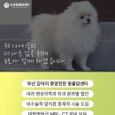 강내동물병원 네이버블로그