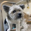 꼬맹이그루밍 이미지