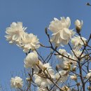 Magnolia 이미지