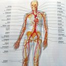 당신의 혈관이 깨끗해야 하는 이유 이미지