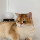 시바냥
