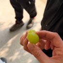 양촌농원 1농장 | 대구 농장체험 귤따기 체험 별그린농원 예약 주차장