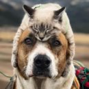 (주)견공 이미지