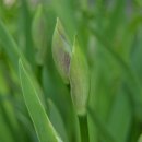 아이리스민박 이미지