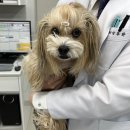 온정동물병원 이미지