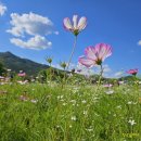 코스모스 이미지