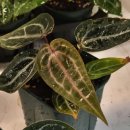 준선농장 | 월간화원+"가든킹 농장" 안스리움 구경한 후기