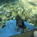 아라마루 이미지