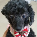 도그조아 이미지