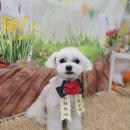 김포24시 힐 동물의료센터 이미지