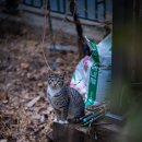 고양이동산 이미지