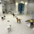 멍돌핀 | 강남 애견카페, 101마리의 강아지들과 이색데이트 - 멍돌핀