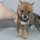 버디독 강아지분양 안심분양센터 김포점 이미지