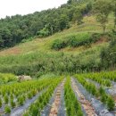 그린농장 이미지