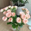 장미농장 | 💐 자주 찾게 되는 농장 직송 온라인 꽃집, ‘한솔장미’ 추천 후기