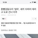 흰뺨검둥오리 '엄마', 새끼 10마리 데리고 도로 건너 이주 이미지