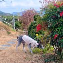 멋쟁이 | 아요삐 강아지 대형견 빈티지 무스탕 조끼 &amp; 머플러 세트 후기 대형견도 겨울 멋쟁이 되는 반려동물옷 추천