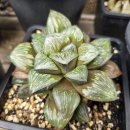 대아수퍼 이미지