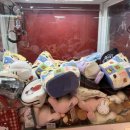 대박뽑기샵 | 당신이 몰랐던 김포 구래역 뽑기샵&amp;가챠&amp;소품샵